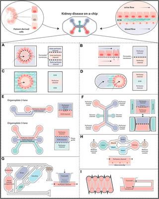 Revolutionizing drug development: harnessing the potential of organ-on-chip technology for disease modeling and drug discovery